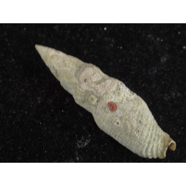 画像2: オキナフデ 特小 (2)