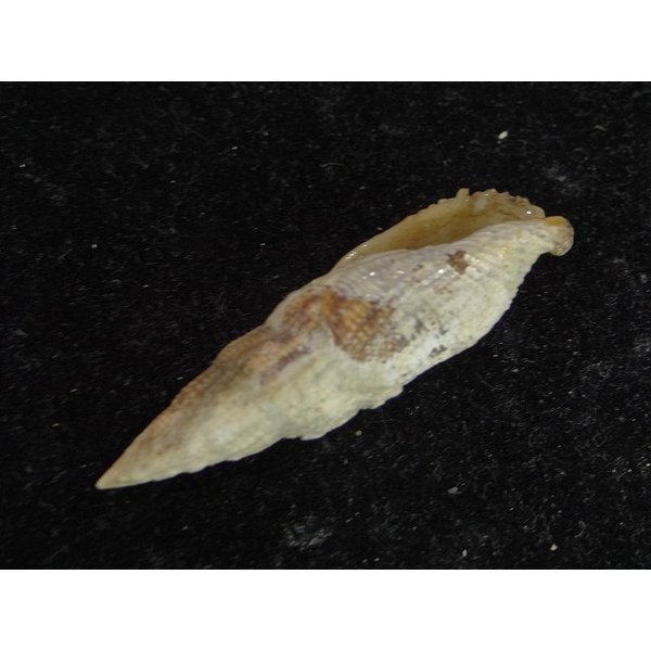 画像3: オキナフデ 特小 (3)