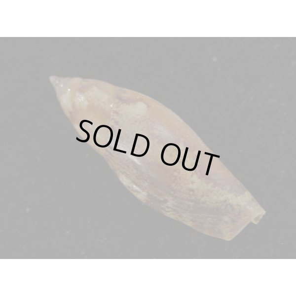 画像2: トンボソデ (2)