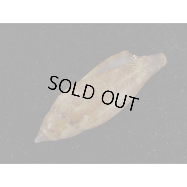 画像3: トンボソデ (3)