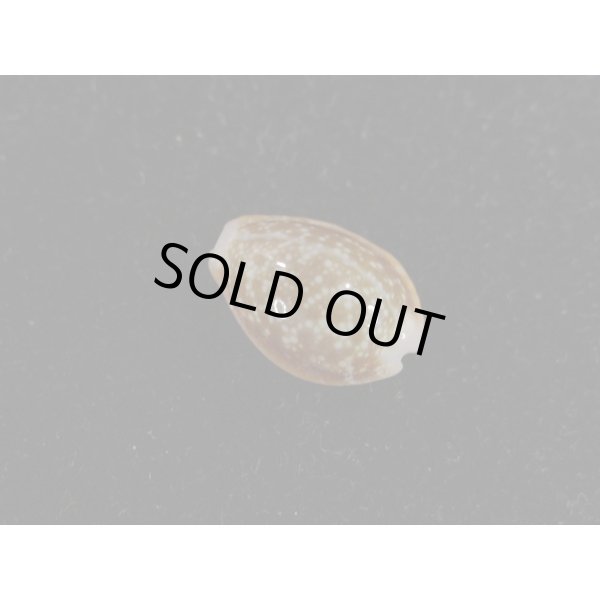 画像2: カモンダカラ 特小 (2)