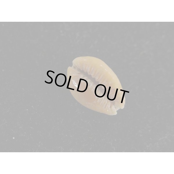 画像3: カモンダカラ 特小 (3)