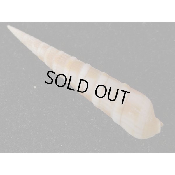 画像2: シュマダラギリ (2)