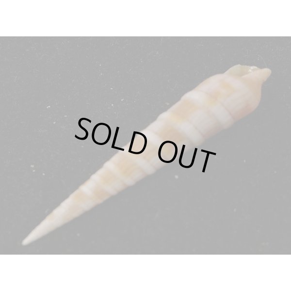 画像3: シュマダラギリ (3)