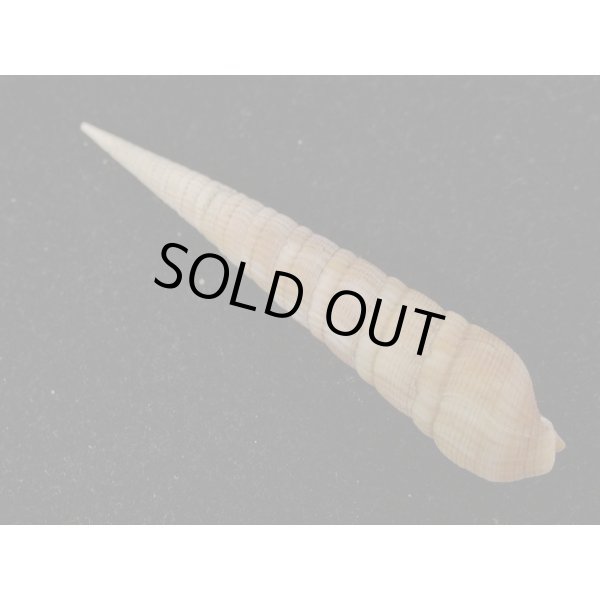 画像2: シュマダラギリ (2)