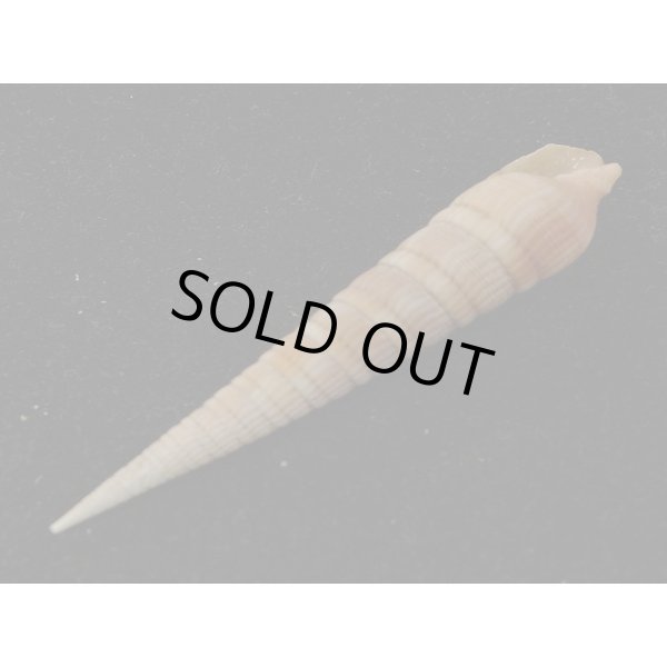 画像3: シュマダラギリ (3)