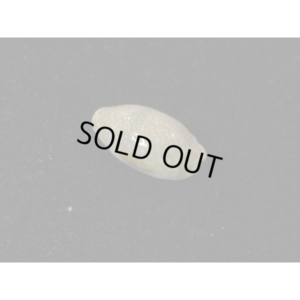 画像2: コモンダカラ　ドワフ (2)