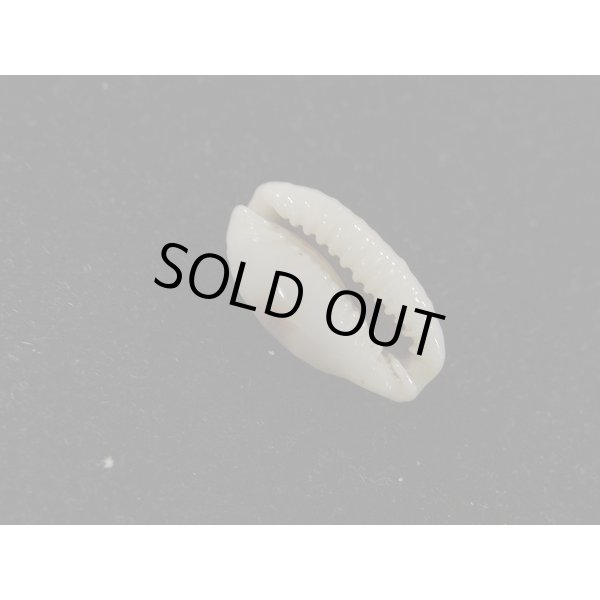 画像3: コモンダカラ　ドワフ (3)