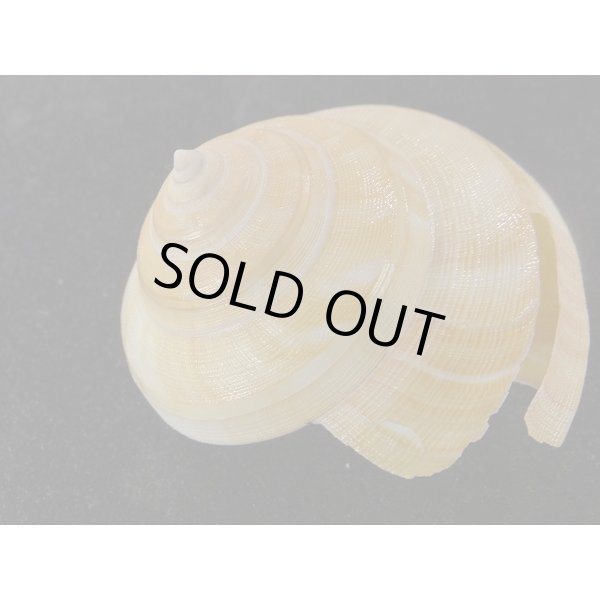 画像2: テラマチオキナエビス (2)