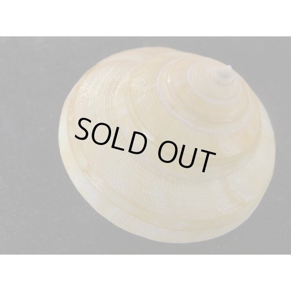 画像3: テラマチオキナエビス (3)