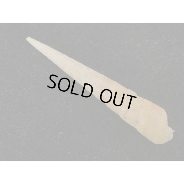 画像2: コハクタケ (2)