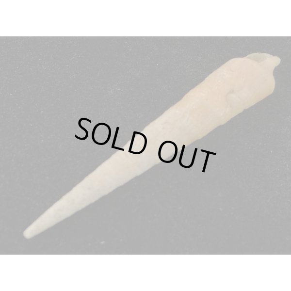 画像3: コハクタケ (3)