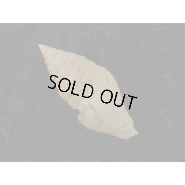 画像2: ホンクダマキ (2)