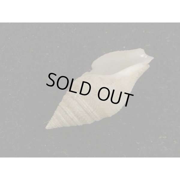 画像3: ホンクダマキ (3)