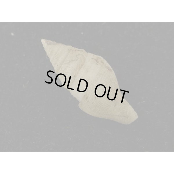 画像2: ホンクダマキ (2)