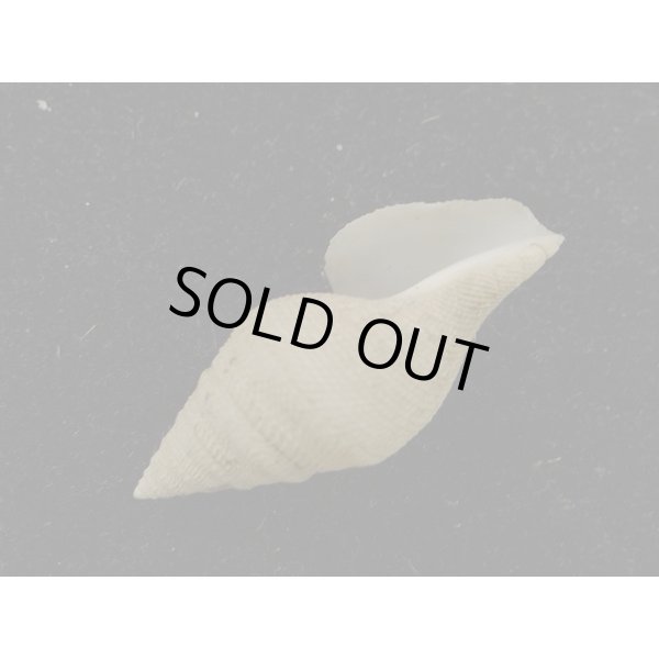 画像3: ホンクダマキ (3)