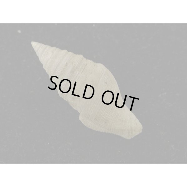 画像2: ホンクダマキ (2)