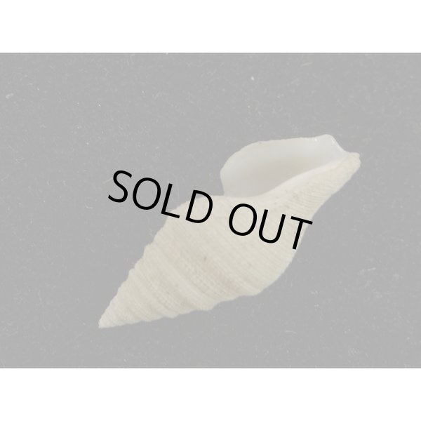 画像3: ホンクダマキ (3)