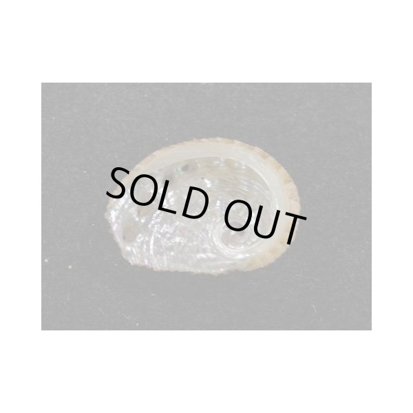 画像2: スジマキアワビ (2)