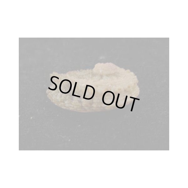 画像3: スジマキアワビ (3)