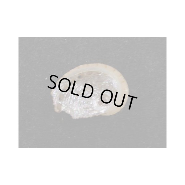 画像2: スジマキアワビ (2)