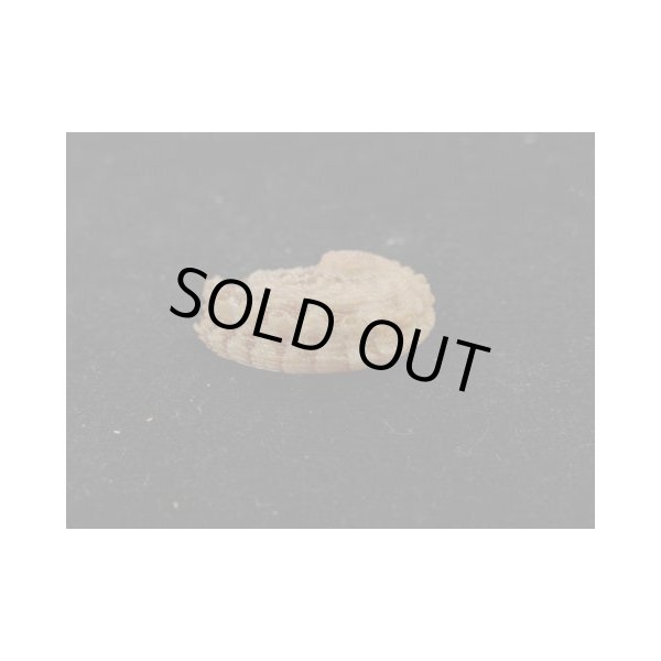 画像3: スジマキアワビ (3)