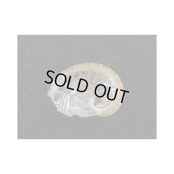 画像2: スジマキアワビ (2)