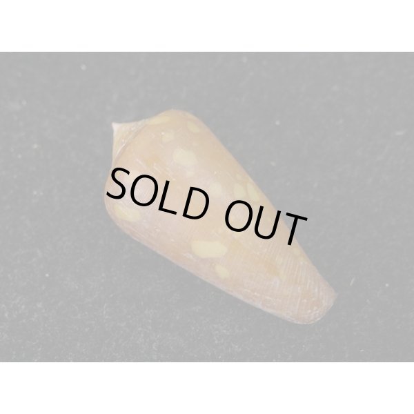 画像2: コハクイモ (2)