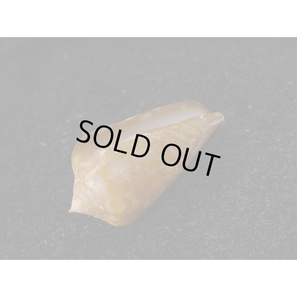 画像3: コハクイモ (3)