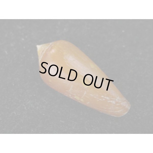 画像2: コハクイモ (2)