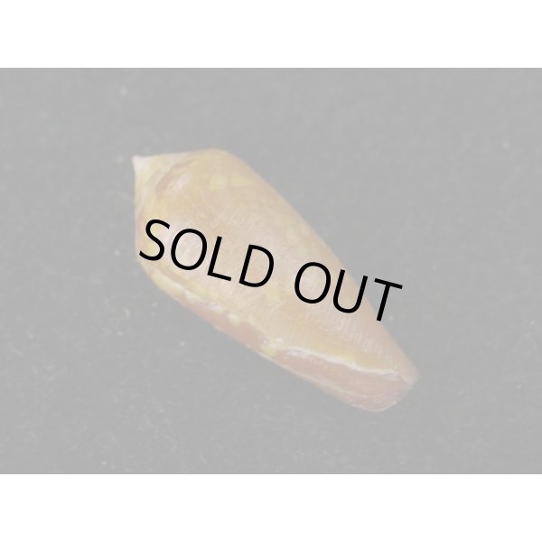 画像2: コハクイモ (2)