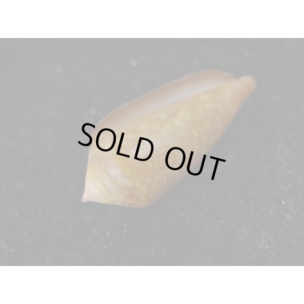 画像3: コハクイモ (3)