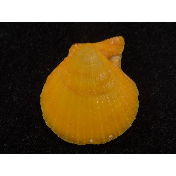 画像2: リュウキュウナデシコ オレンジ (2)