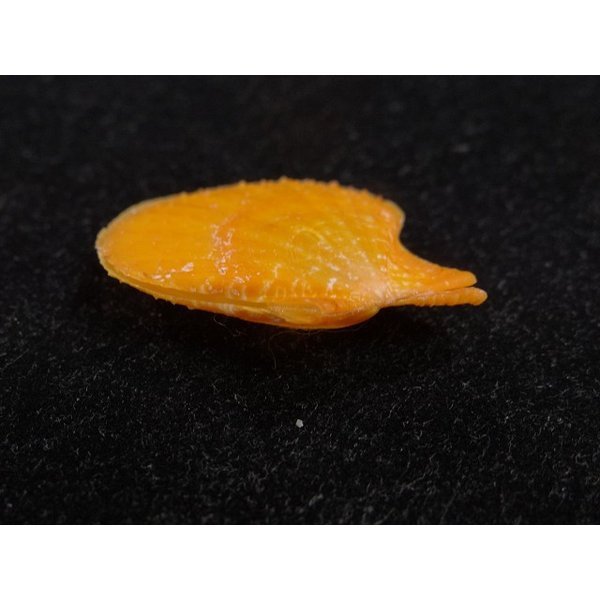 画像3: リュウキュウナデシコ オレンジ (3)