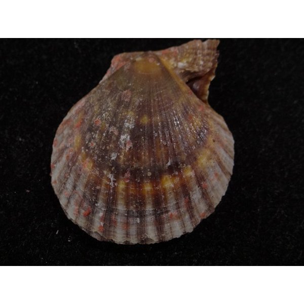 画像2: リュウキュウナデシコ 黒 (2)