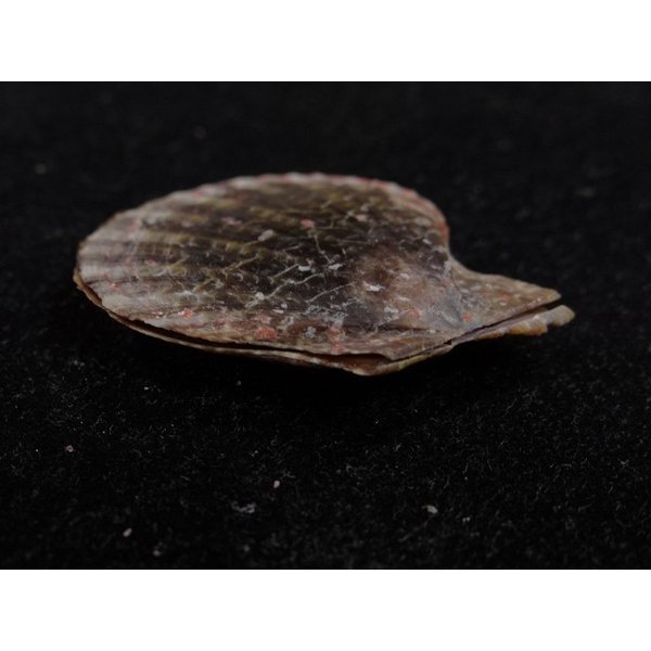 画像3: リュウキュウナデシコ 黒 (3)