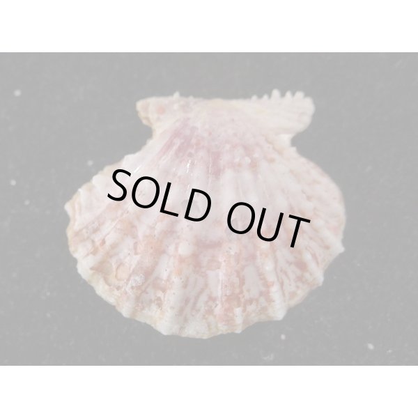 画像2: タエニシキ (2)