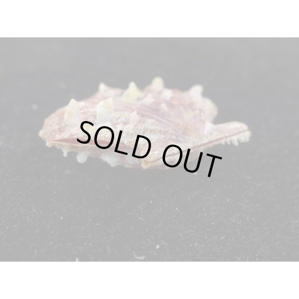 画像3: タエニシキ (3)