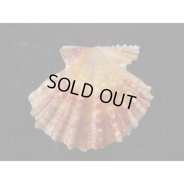 画像2: タエニシキ 小 (2)