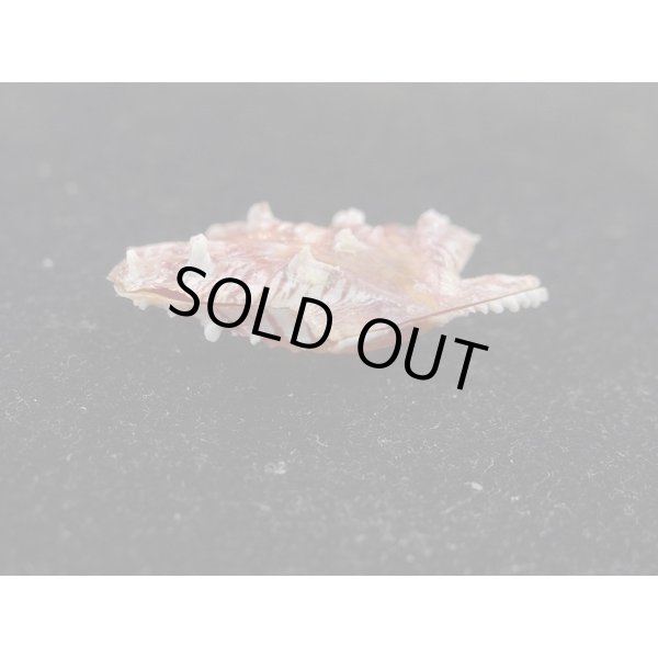 画像3: タエニシキ 小 (3)