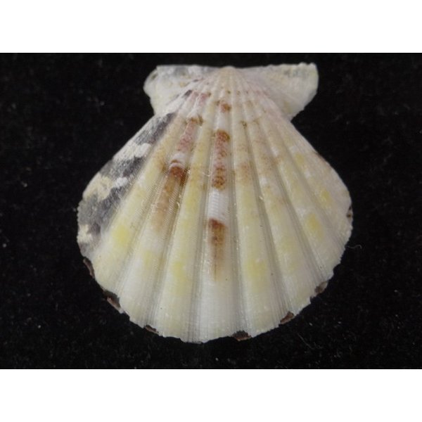 画像2: ツヅレキンチャク 黒 (2)