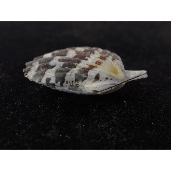 画像3: ツヅレキンチャク 黒 (3)