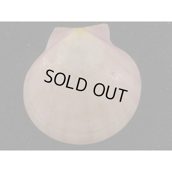 画像2: コガタツキヒ (2)