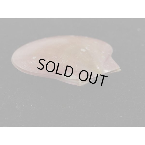 画像3: コガタツキヒ (3)