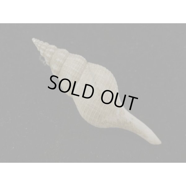 画像2: シロヒメナガニシ (2)