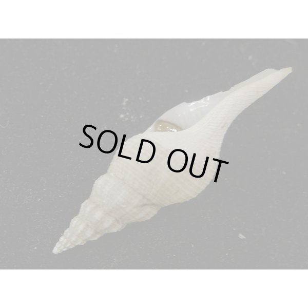 画像3: シロヒメナガニシ (3)