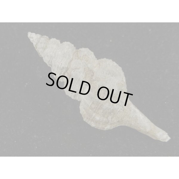 画像2: シロヒメナガニシモドキ (2)