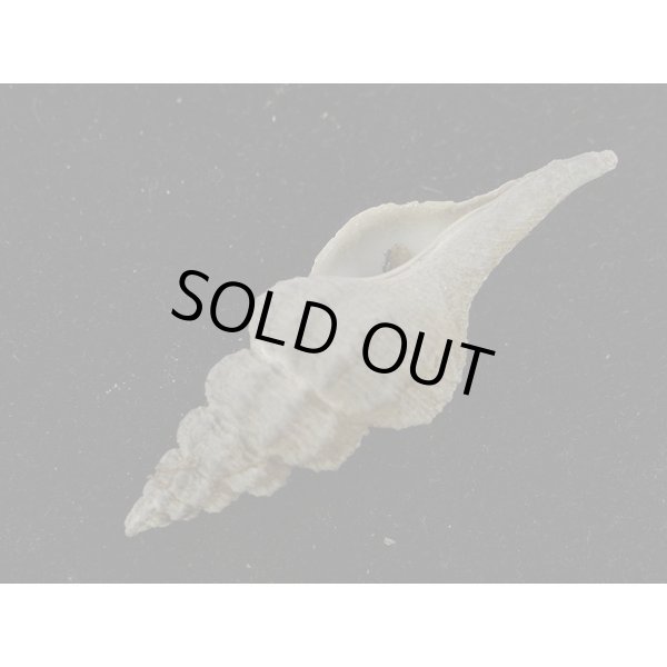 画像3: シロヒメナガニシモドキ (3)