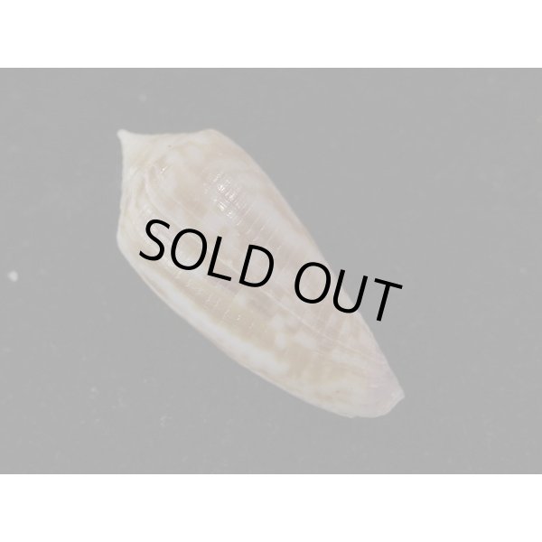 画像2: オオイシイモ 濃色 特美品 (2)