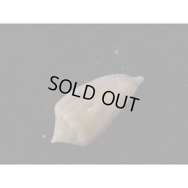 画像3: オオイシイモ 濃色 特美品 (3)